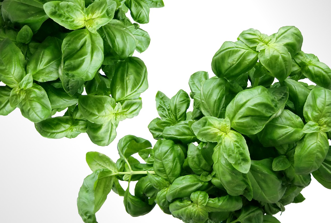 how to dry basil leaves