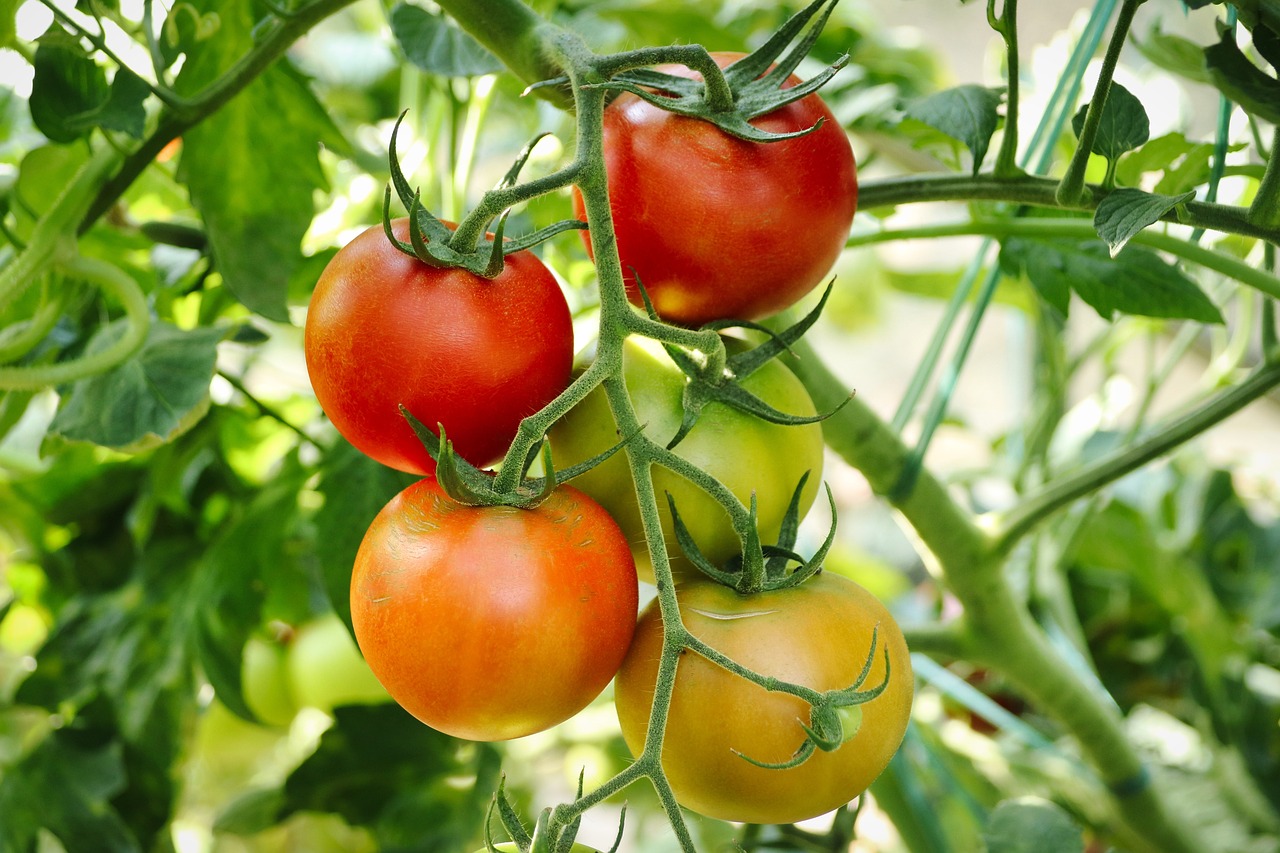 tomato plant growing tips