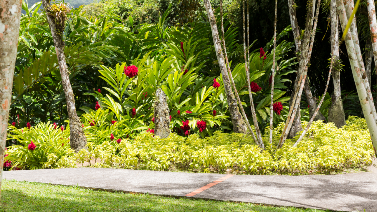 tropical garden design