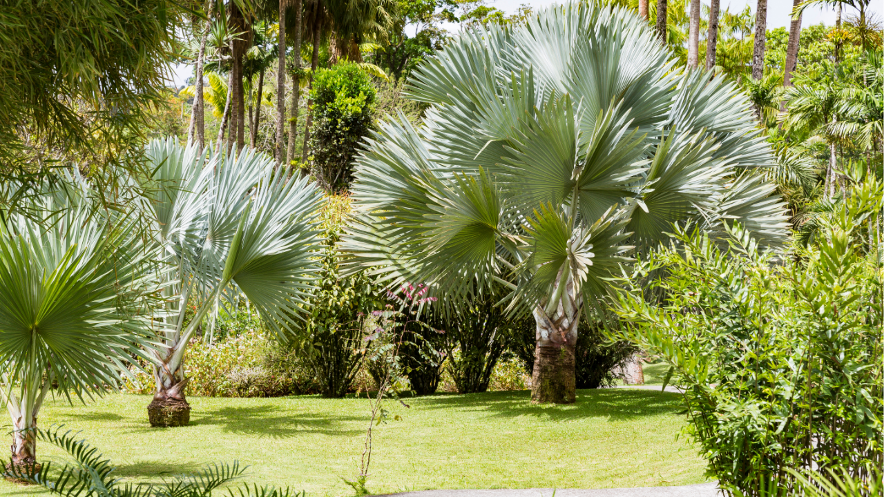 tropical garden design