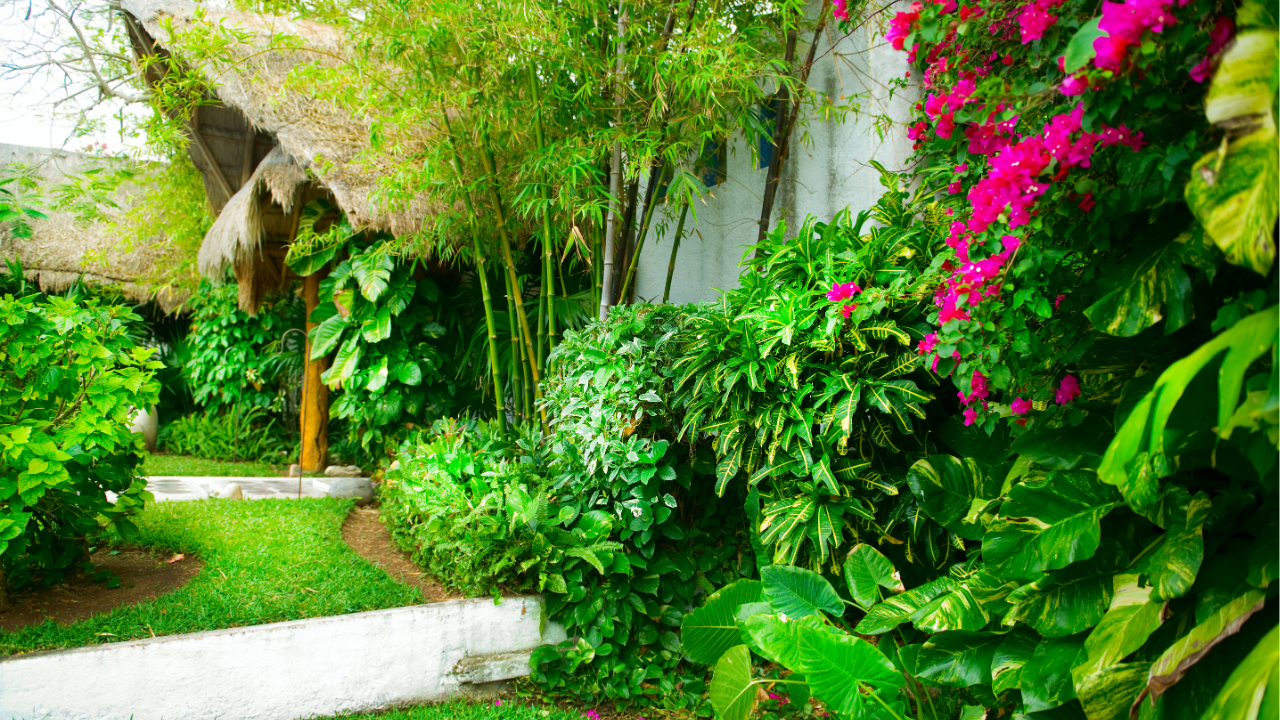 tropical garden design