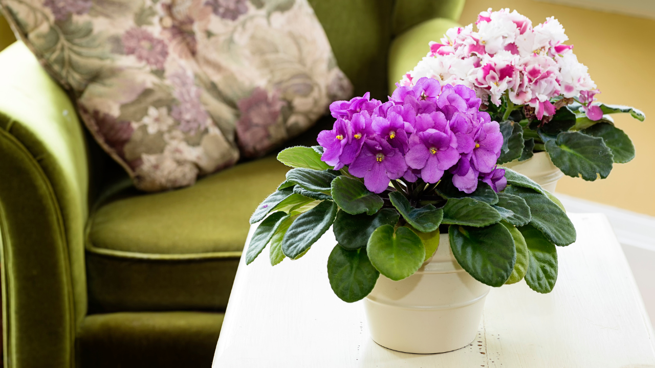 african violet care