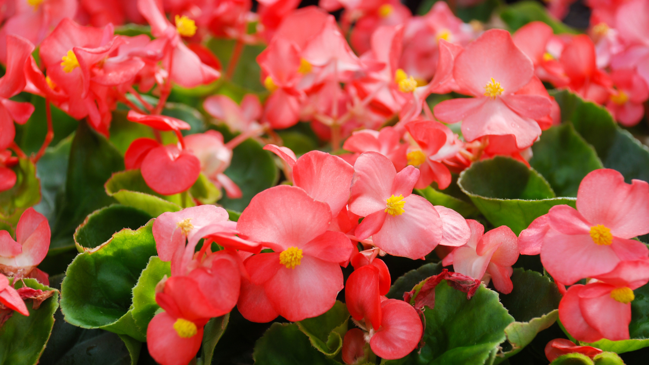 begonia care