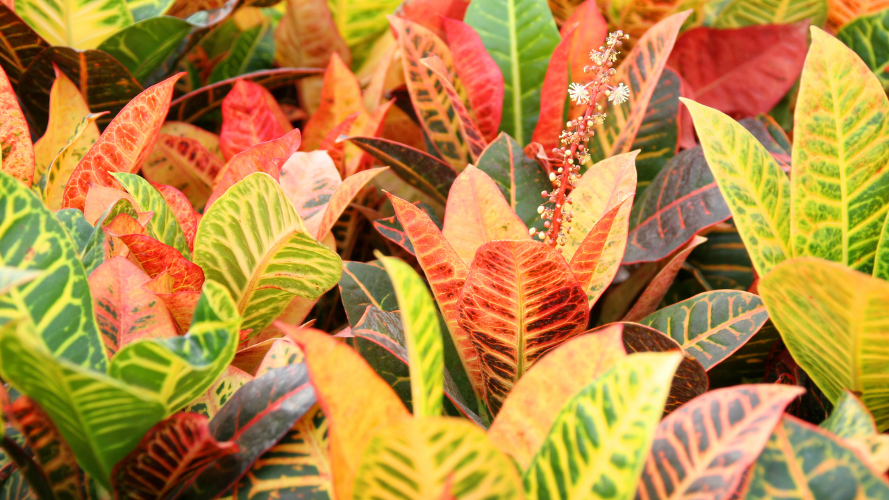 croton plant care