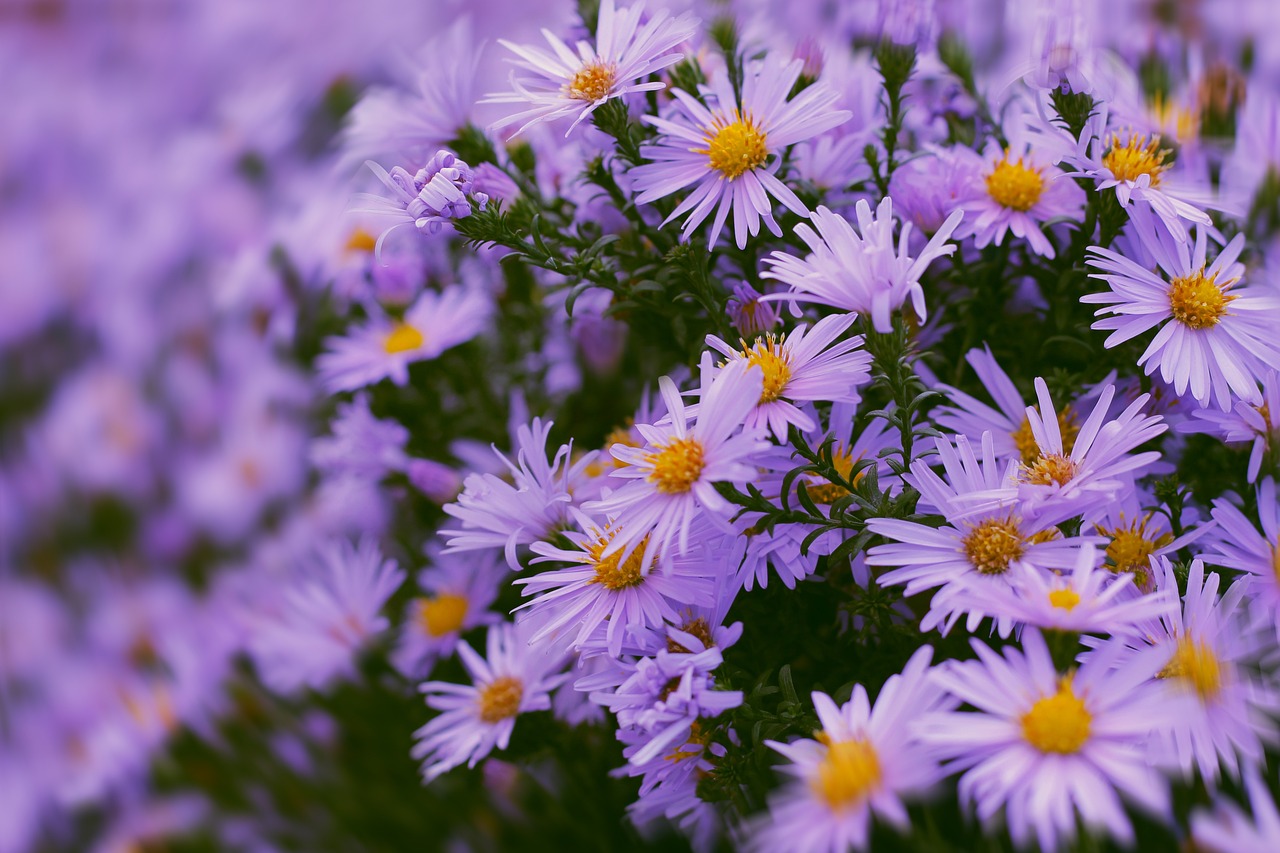 fall garden flowers front yards