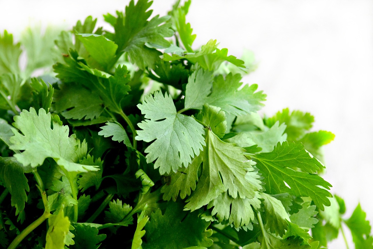 fall garden herbs