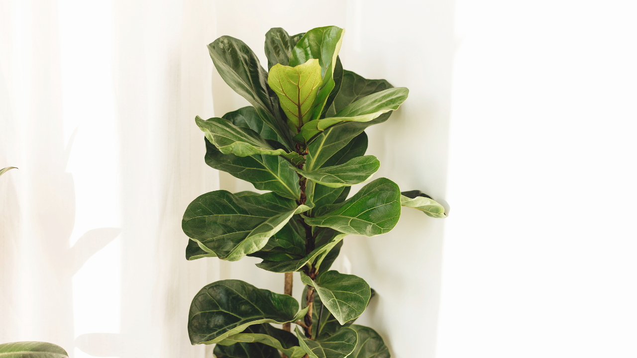 fiddle leaf fig tree care