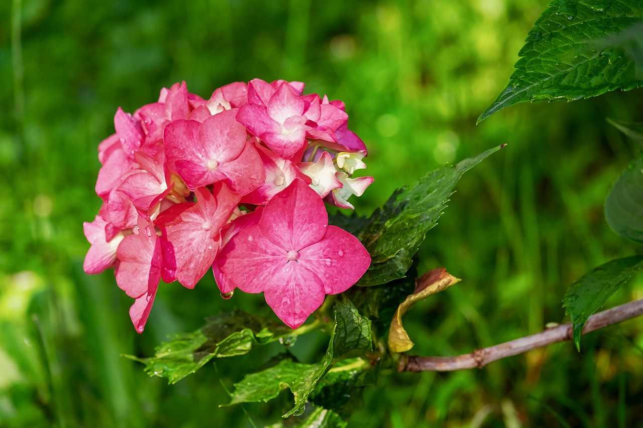 hydrangea care tips