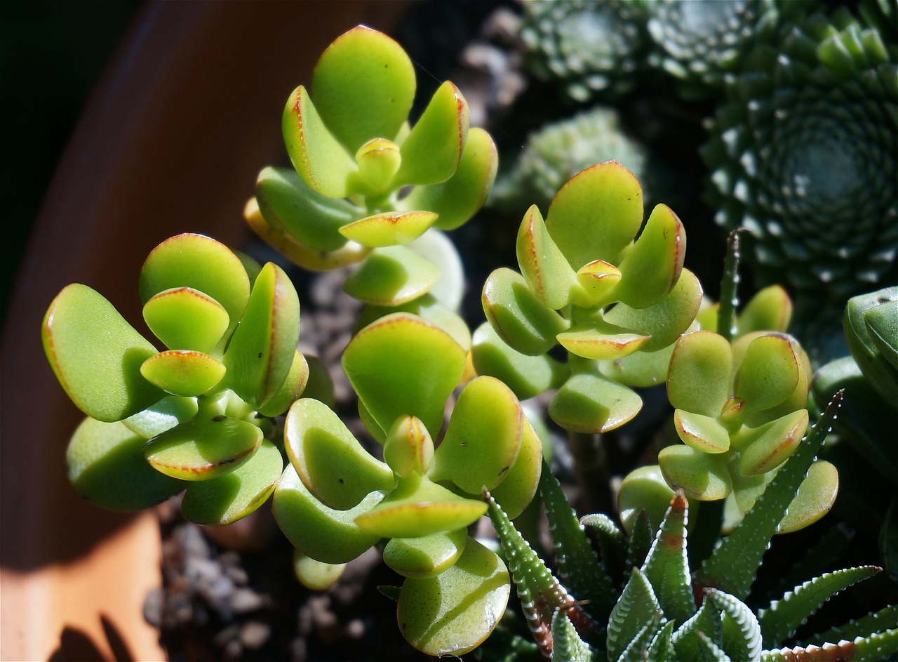 jade plant care