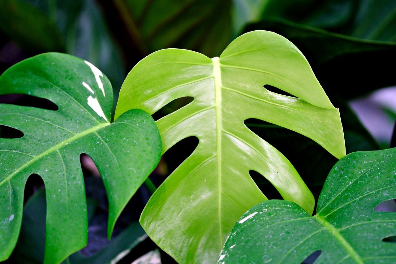 monstera plant care