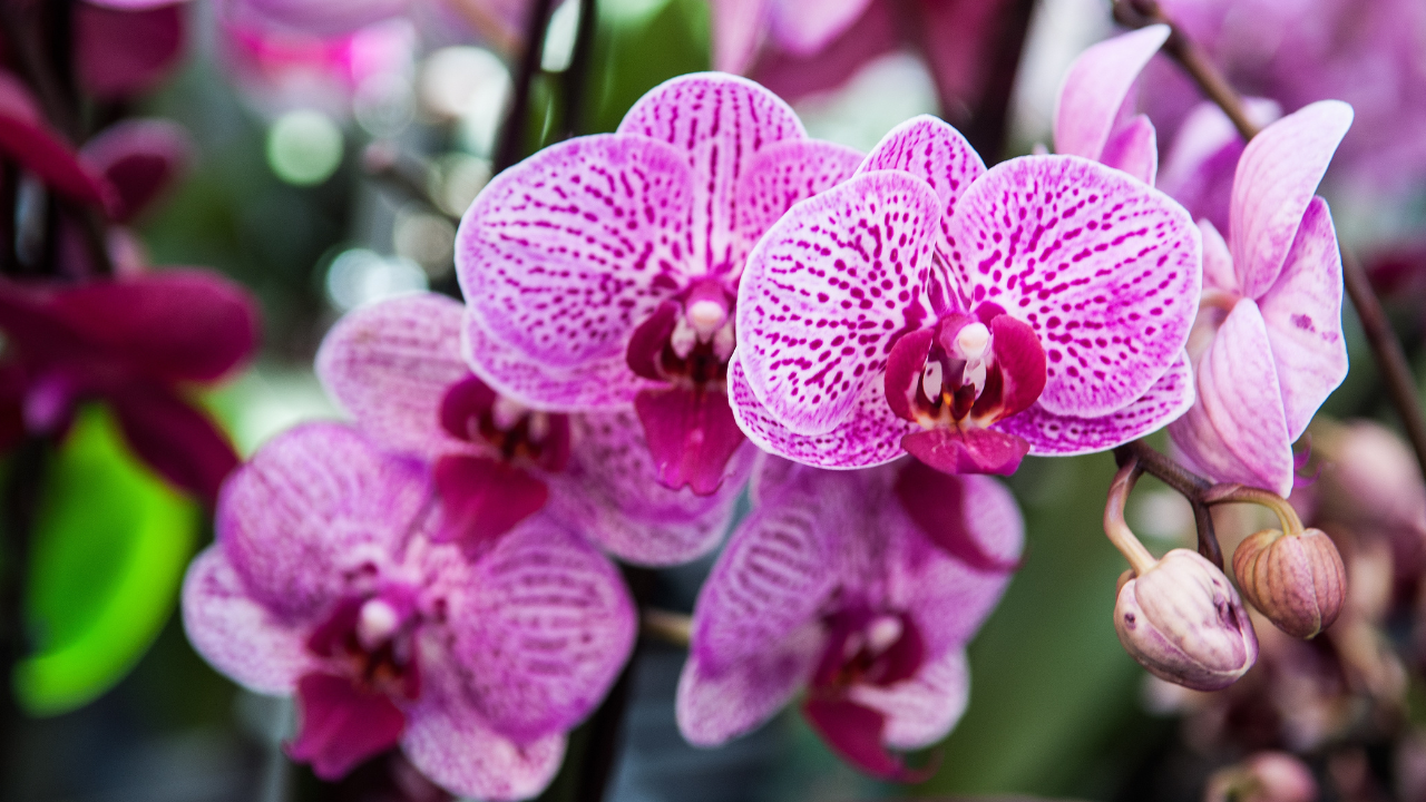 orchid care