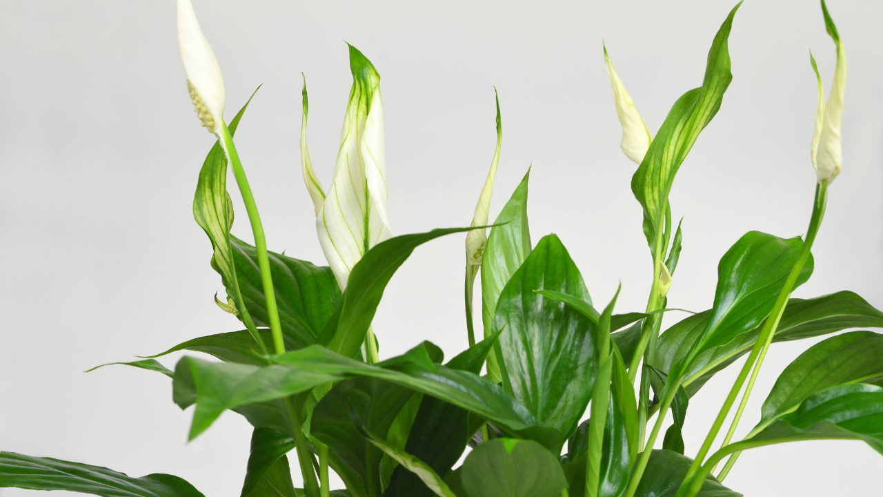 peace lily care