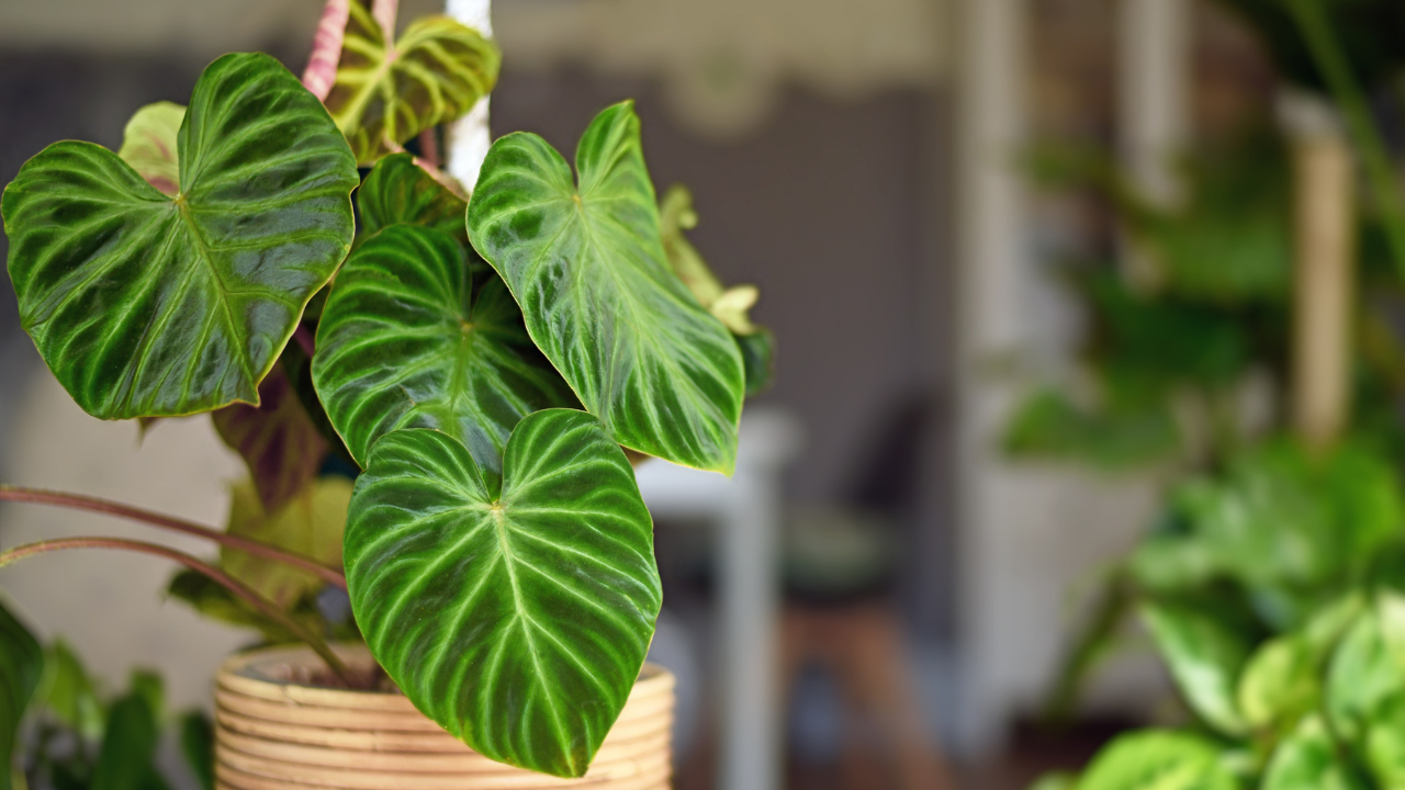 philodendron plant care