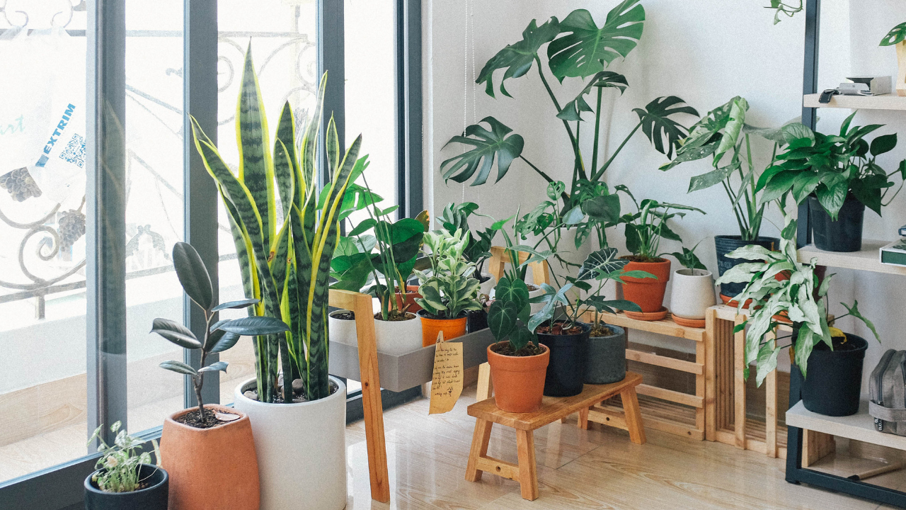 plant winter care