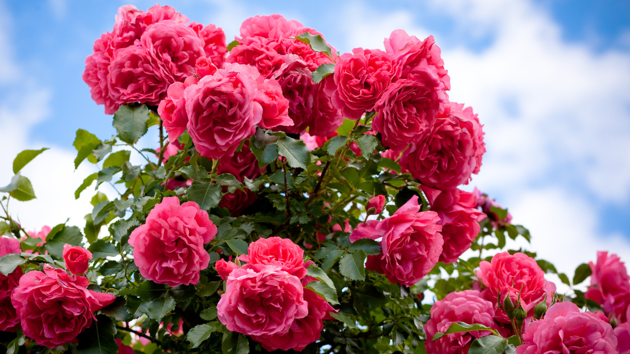 rose bush care