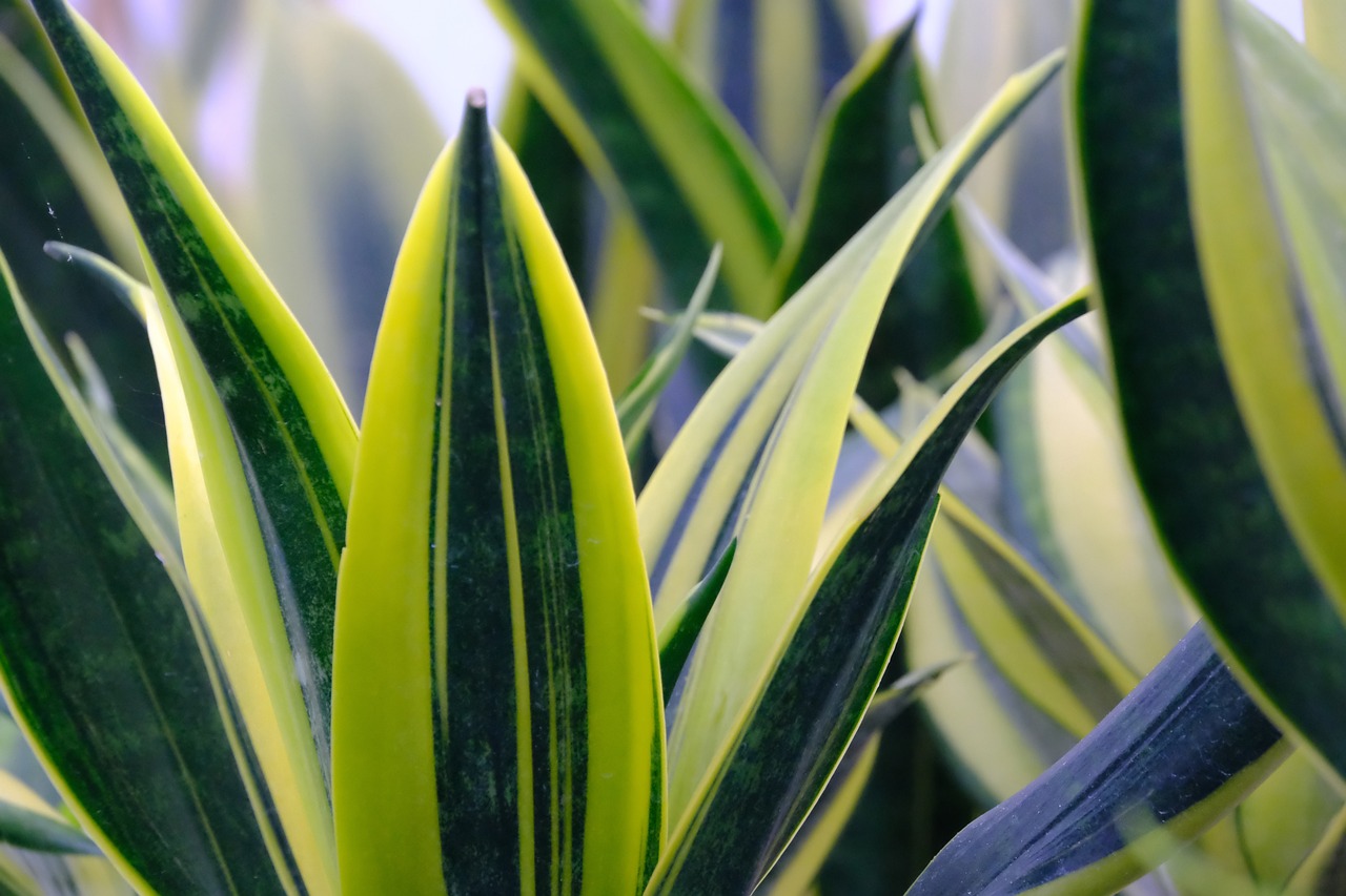 snake plant care