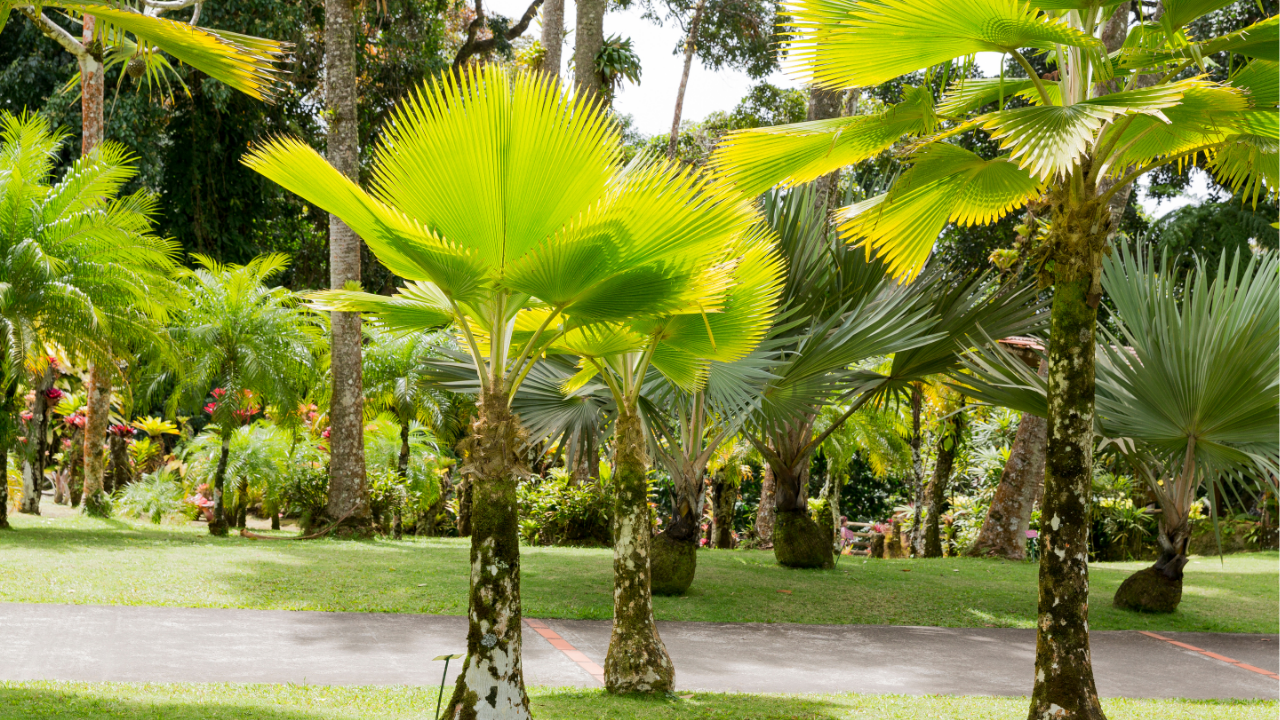 tropical garden design