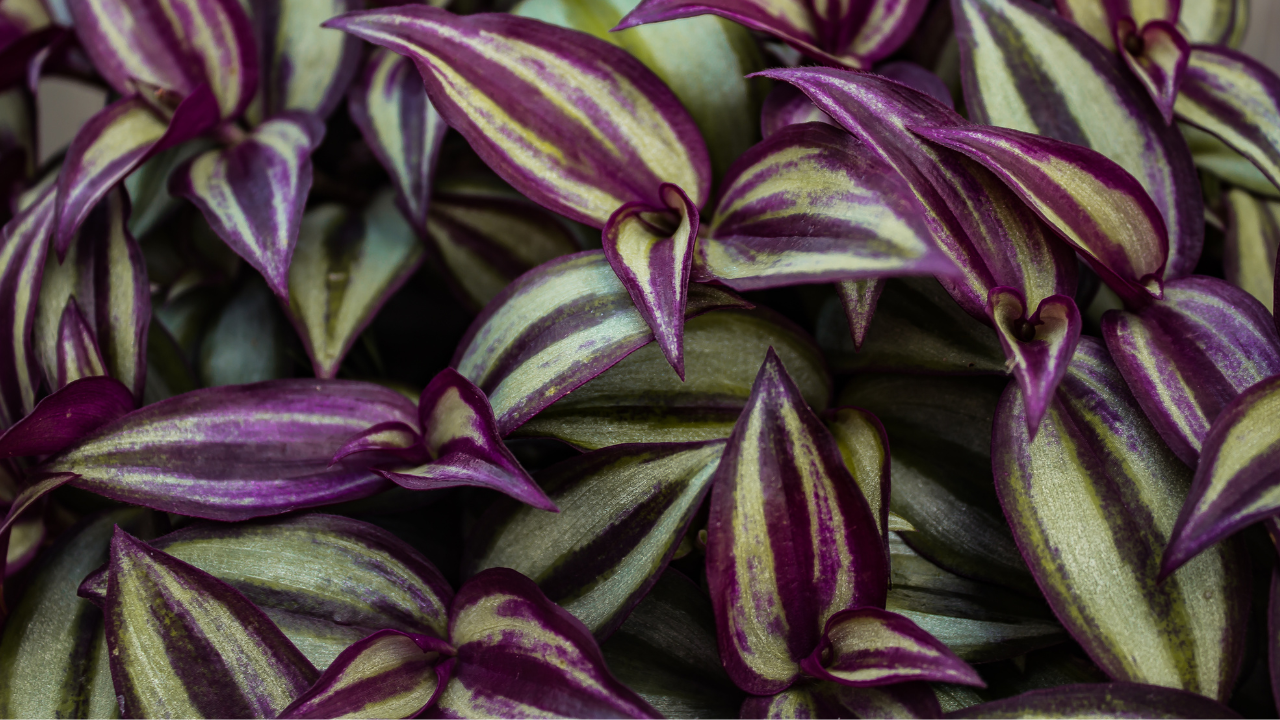wandering jew plant care outside