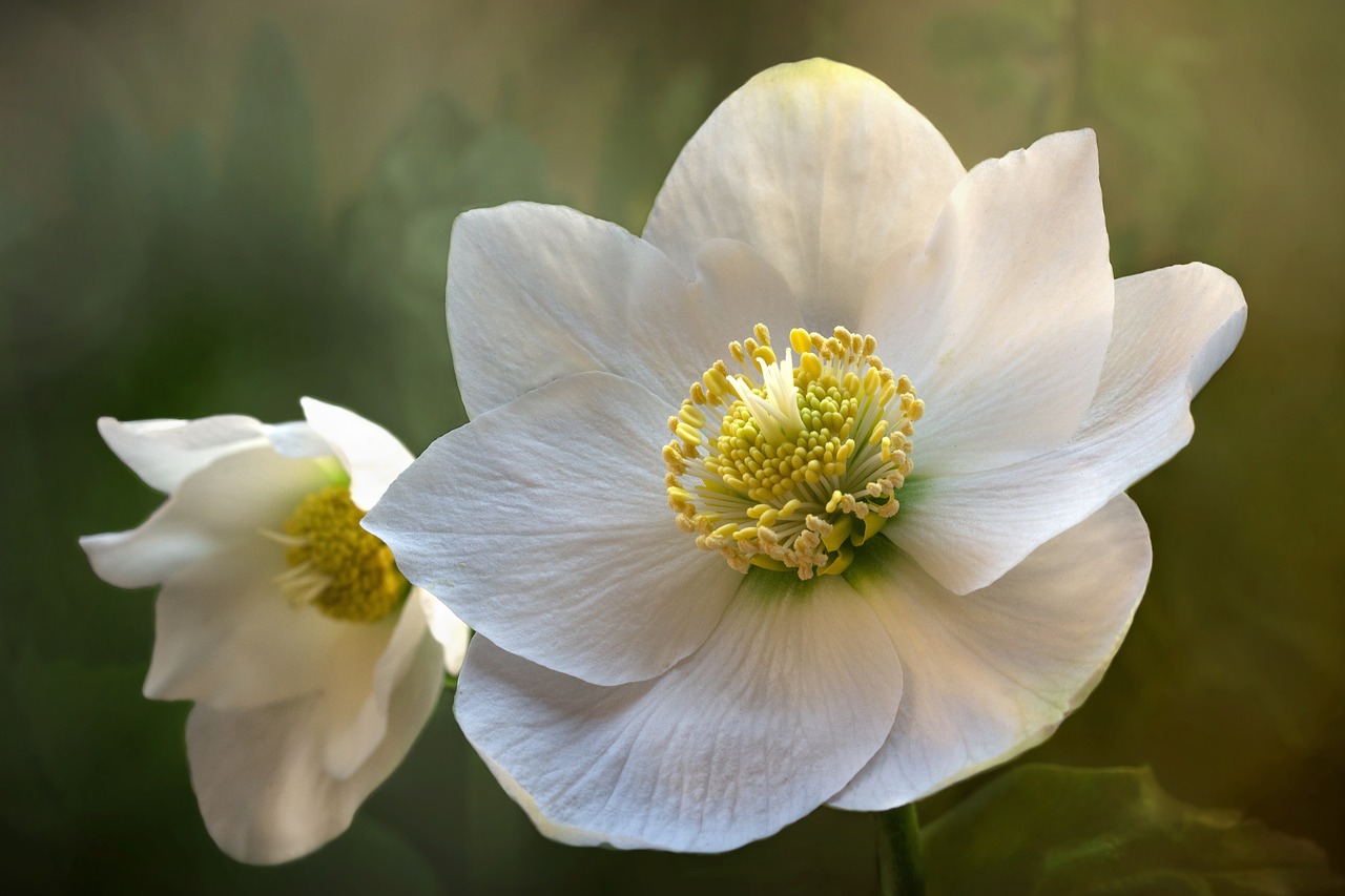 winter flowers