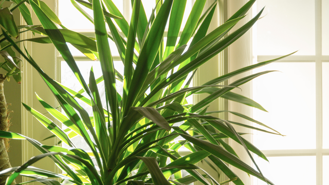 yucca plant care indoor