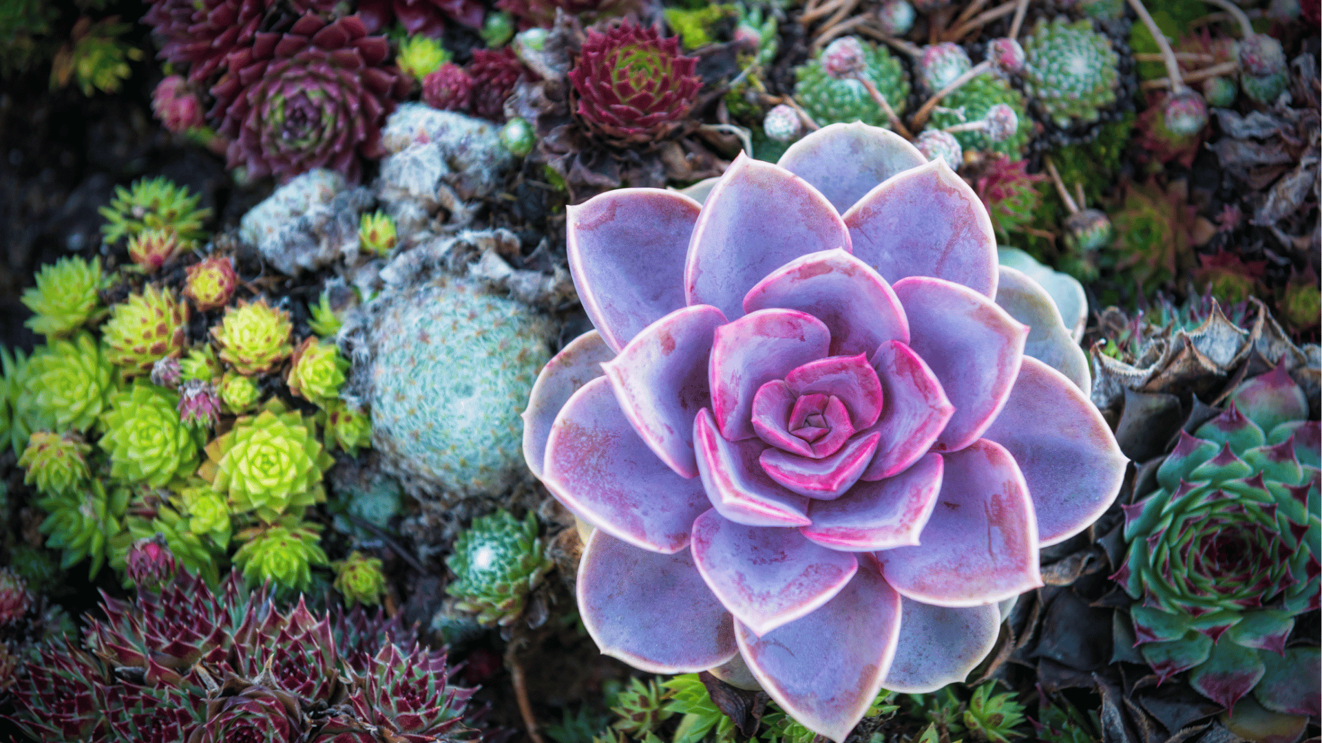 succulent care