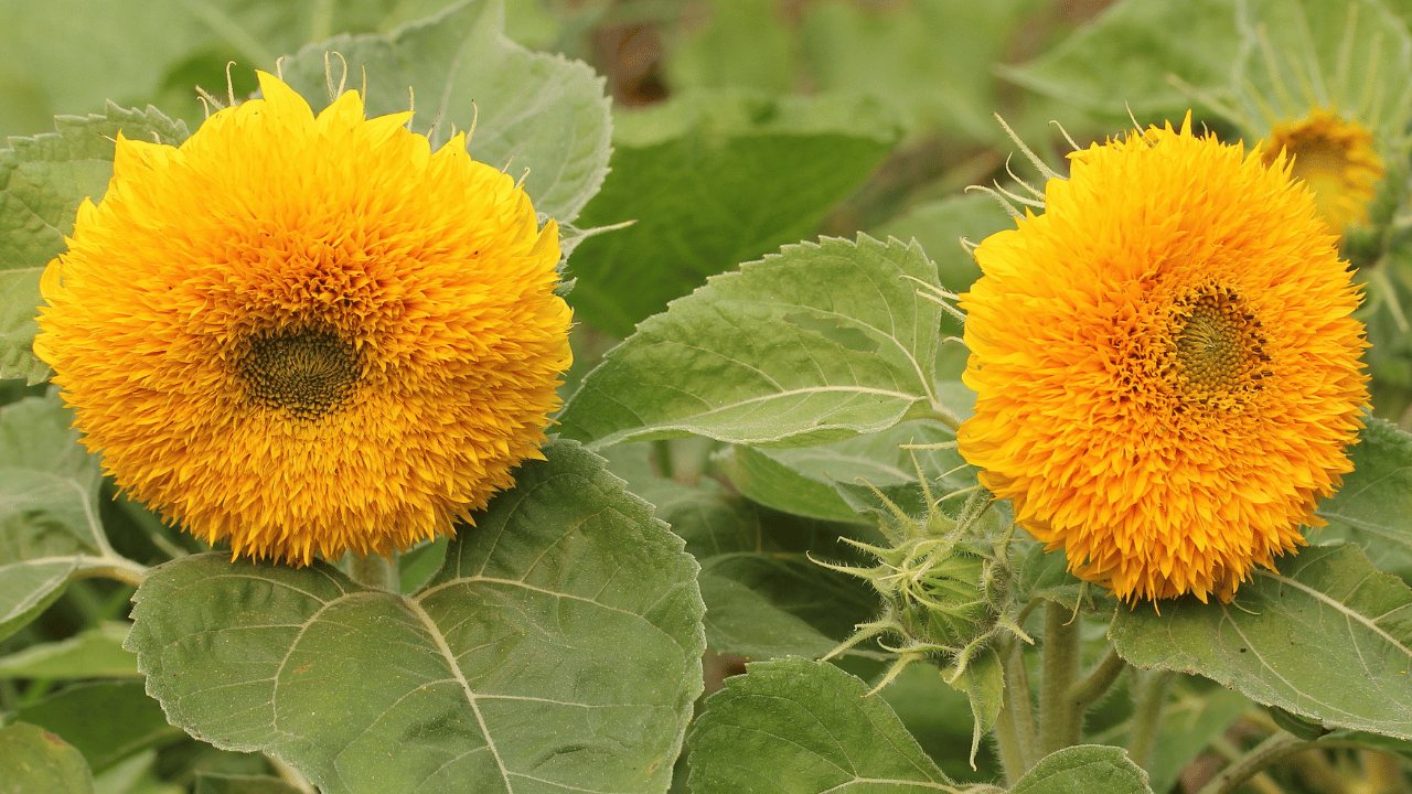 teddy bear sunflower