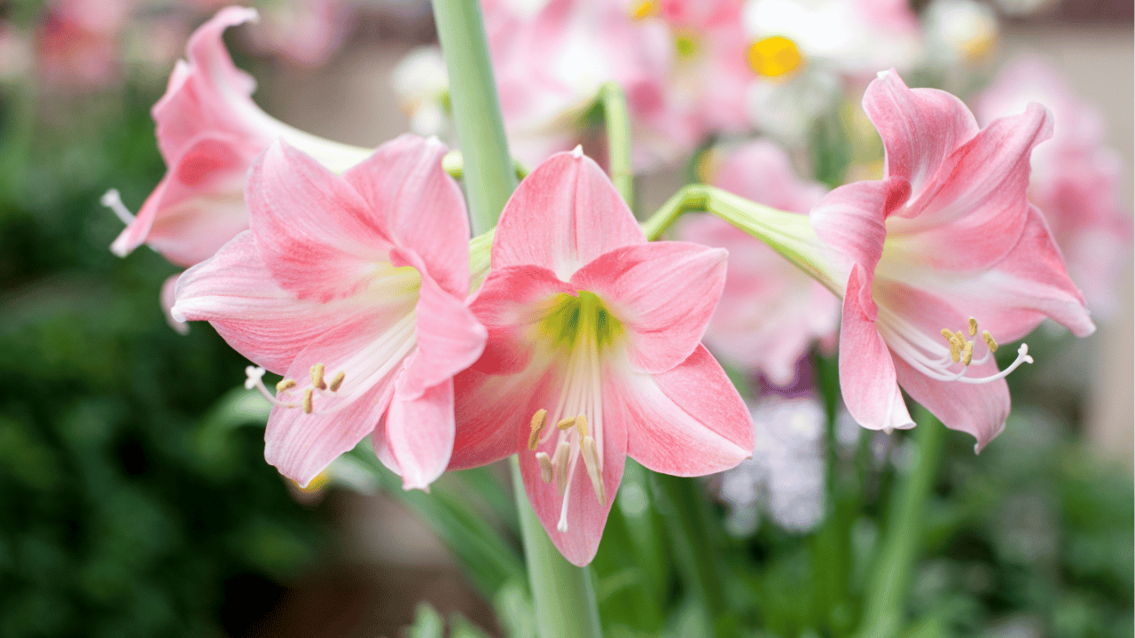 amaryllis plant care