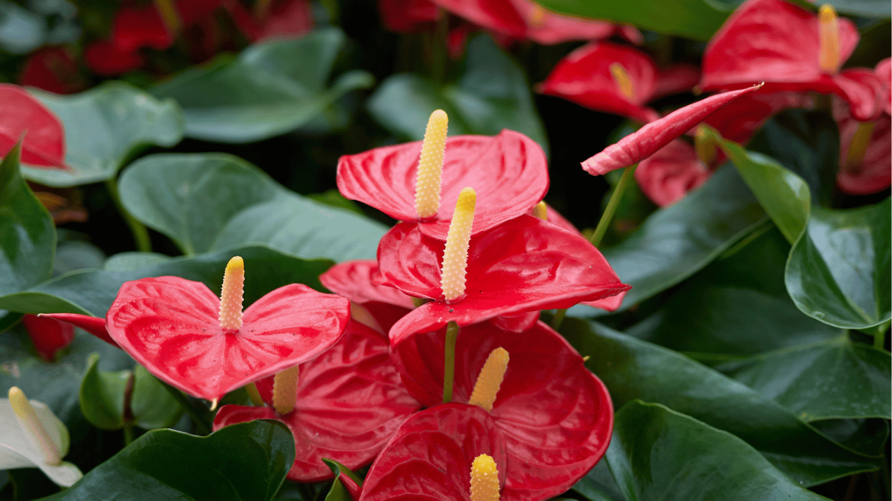 anthurium plant care