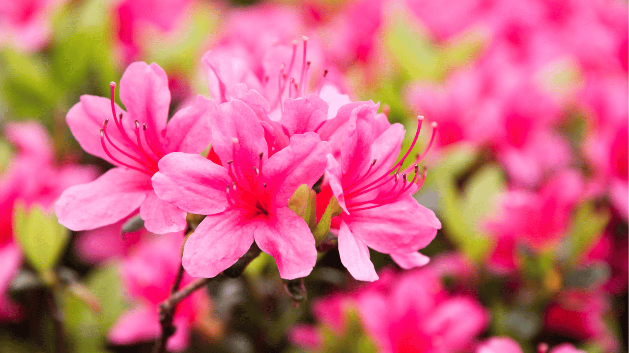 azaleas care