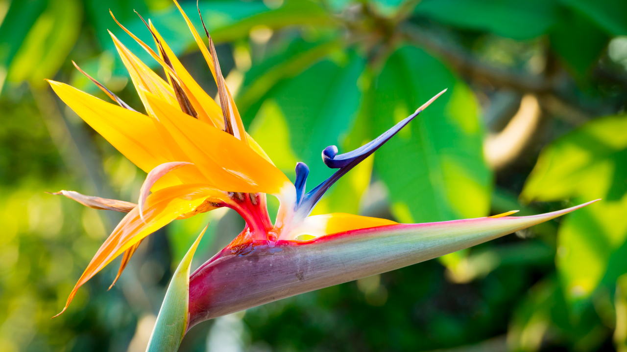 bird of paradise plant care