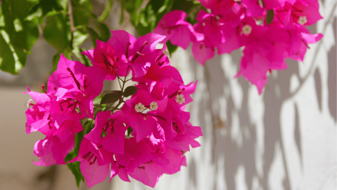 bougainvillea care