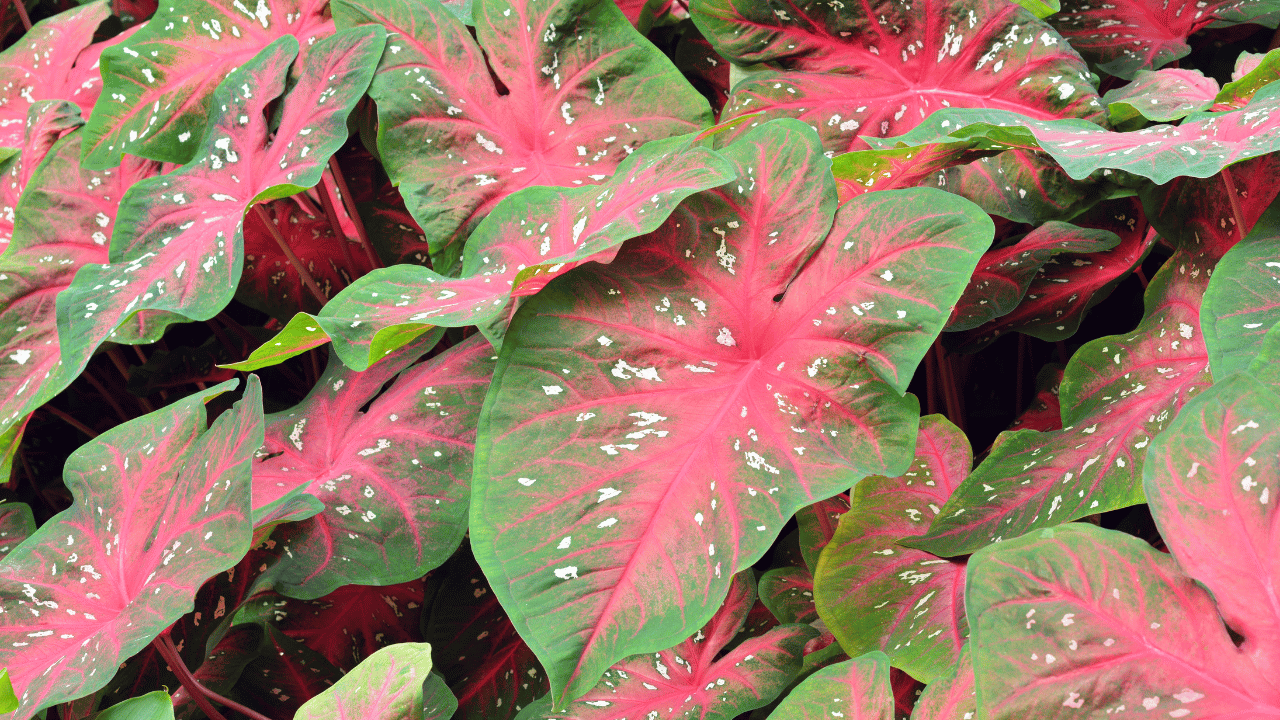 caladium care