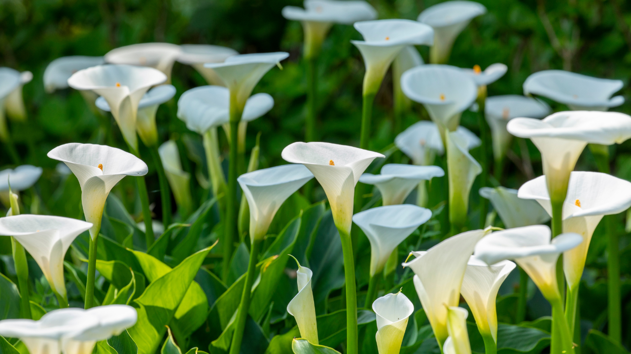 calla lily plant care