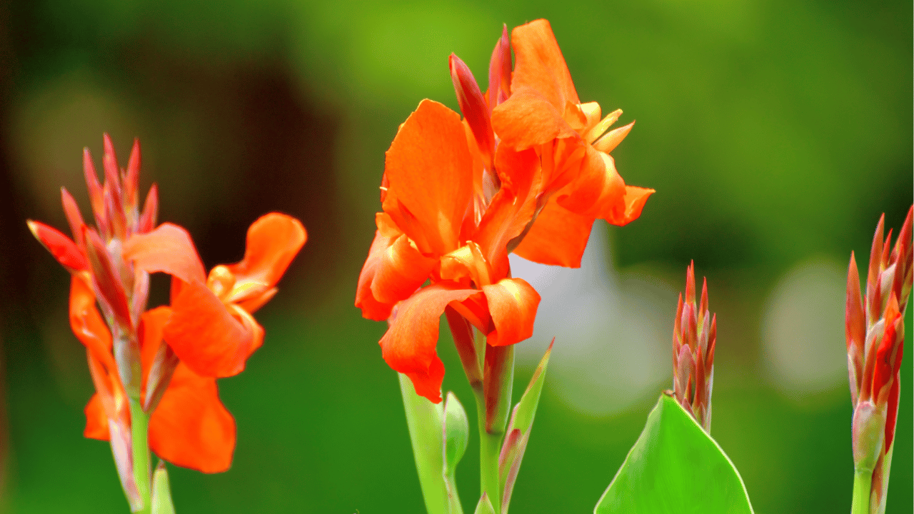 canna lily care