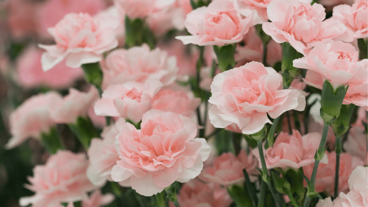 carnation plant care