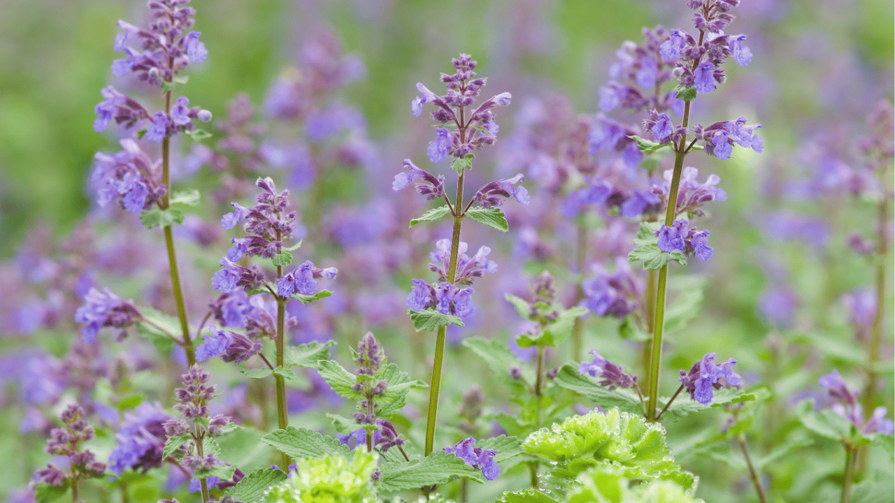 catmint plant care