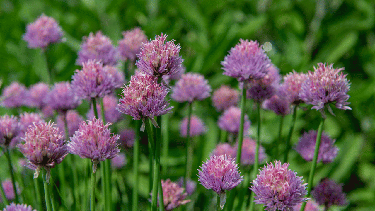 chives plant care