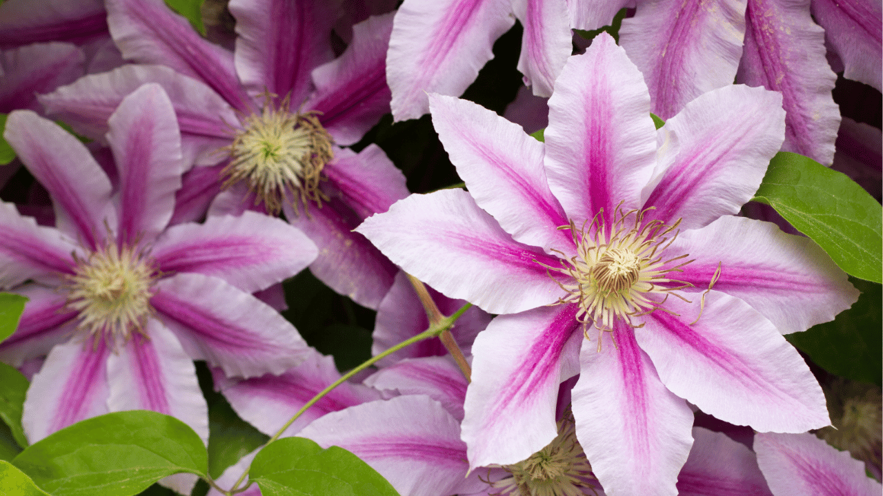 clematis care