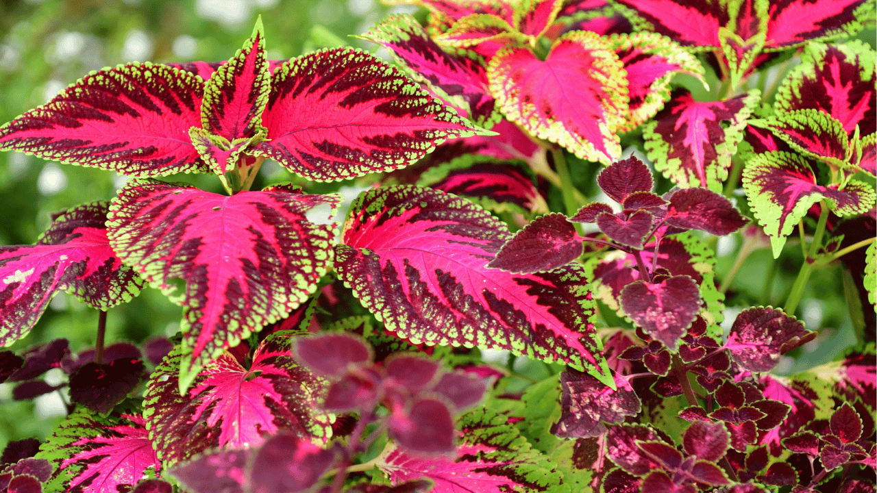 coleus plants care