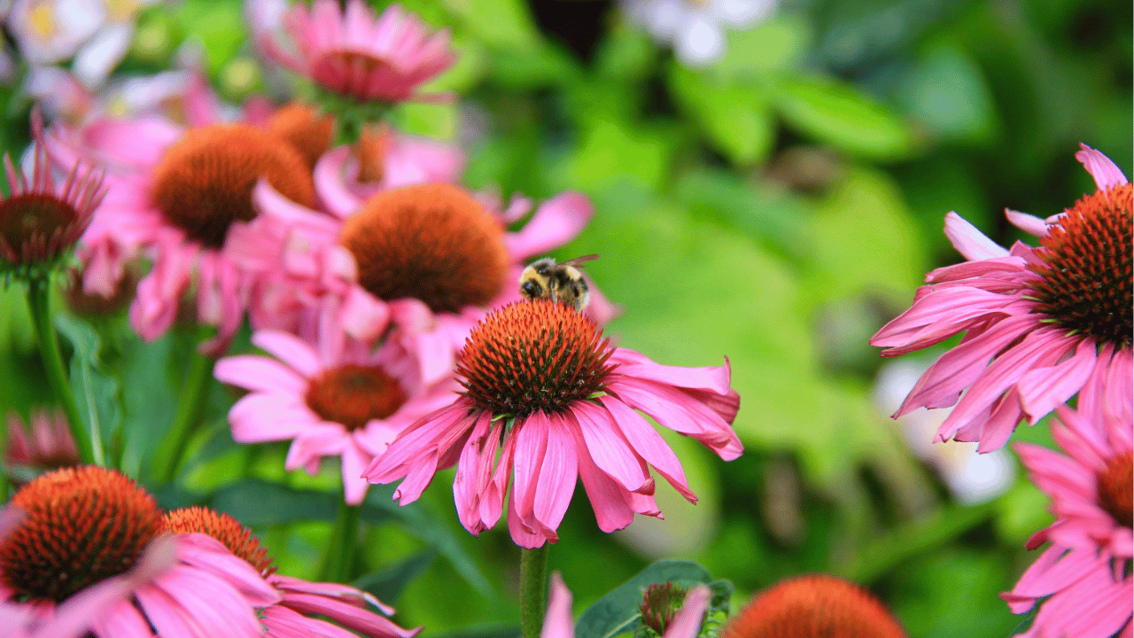 coneflower care