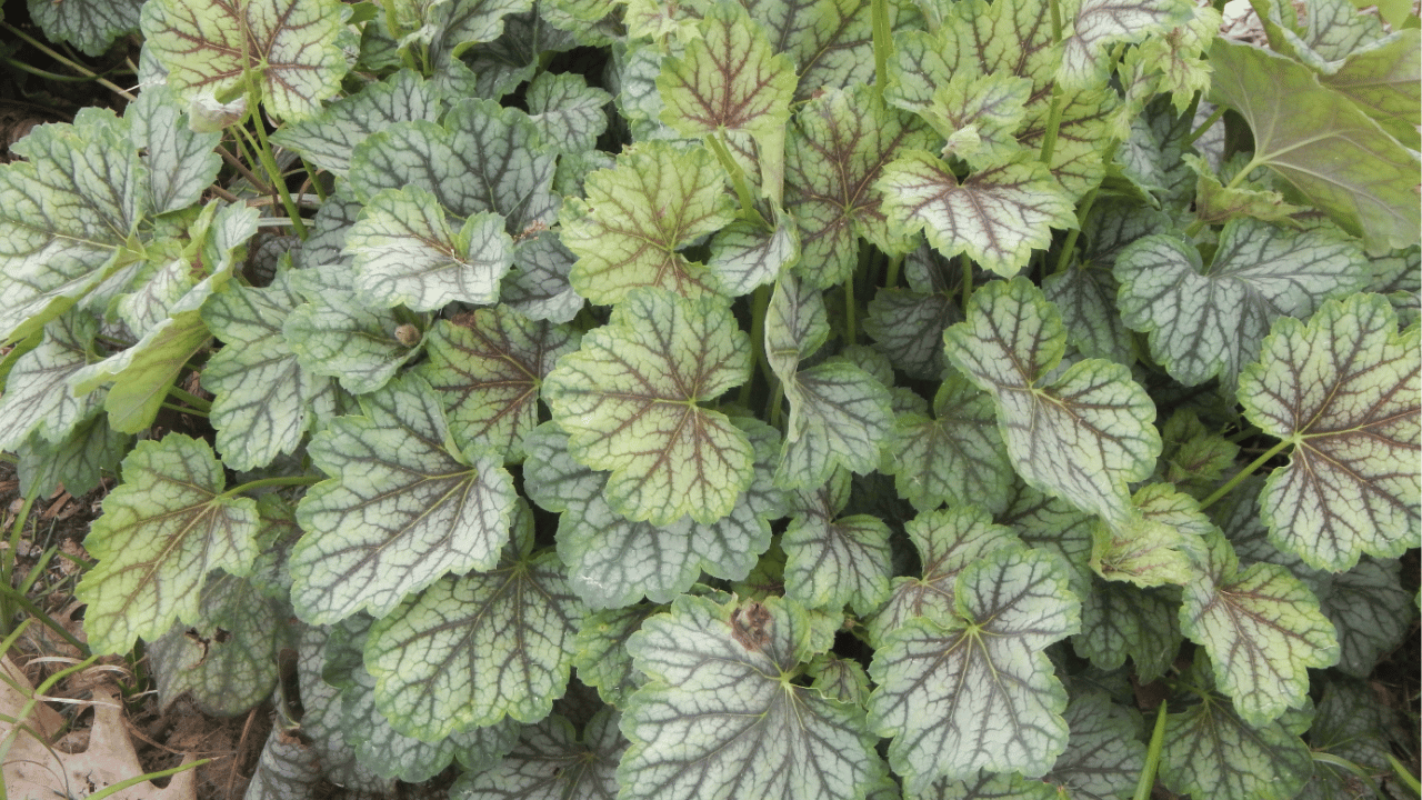 coral bells care