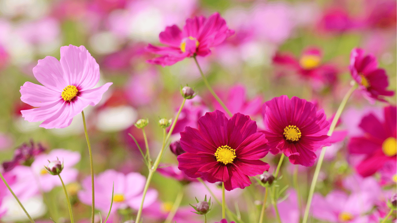 cosmos plant care