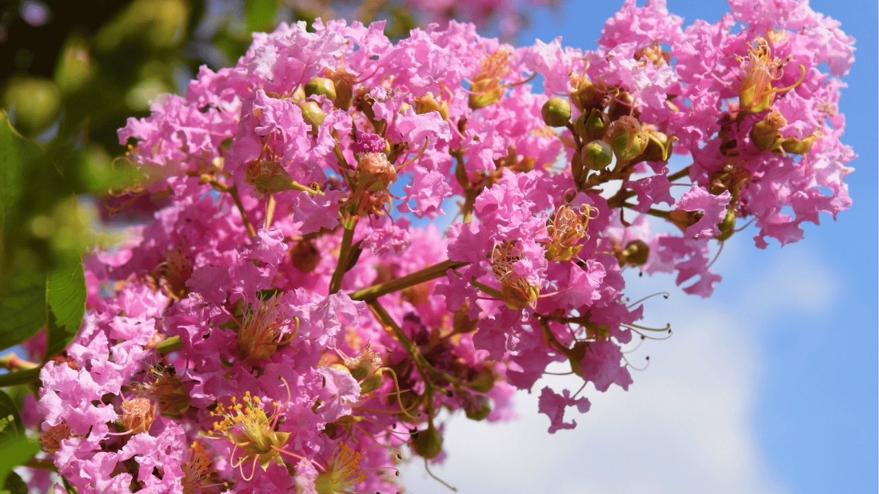 crepe myrtle trees care