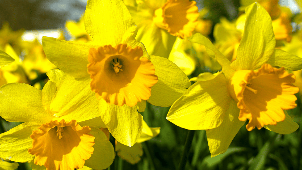 daffodil plant care