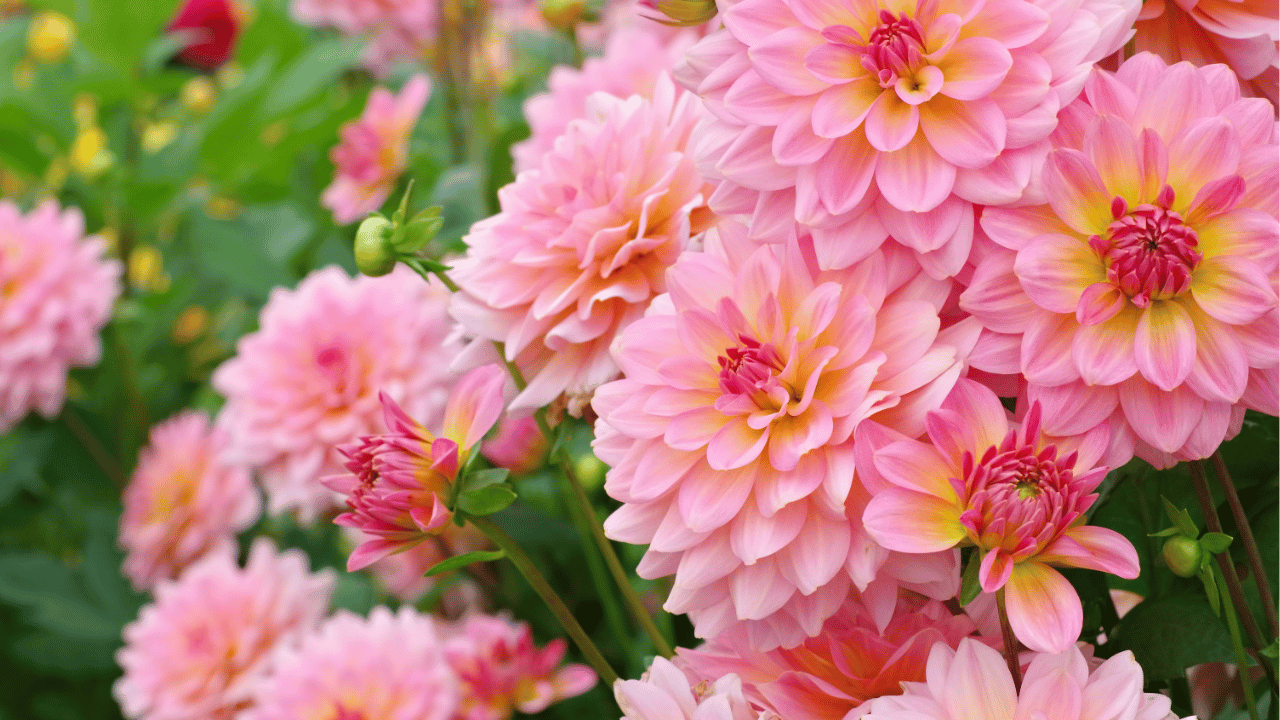 dahlia plant care