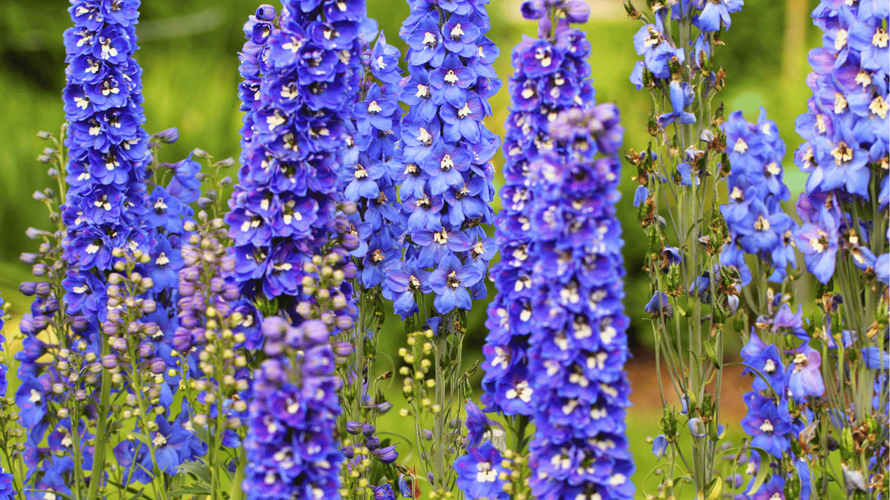 delphinium plant care