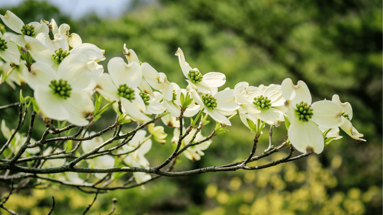 dogwood tree care