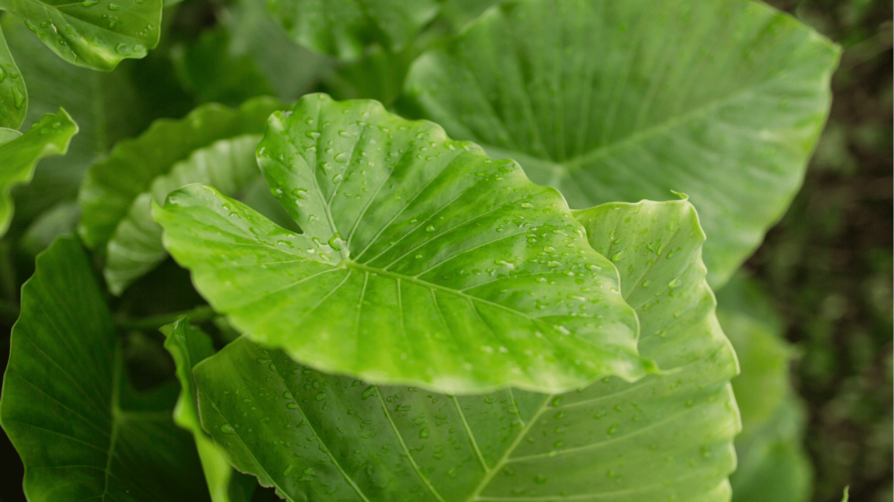 elephant ear care