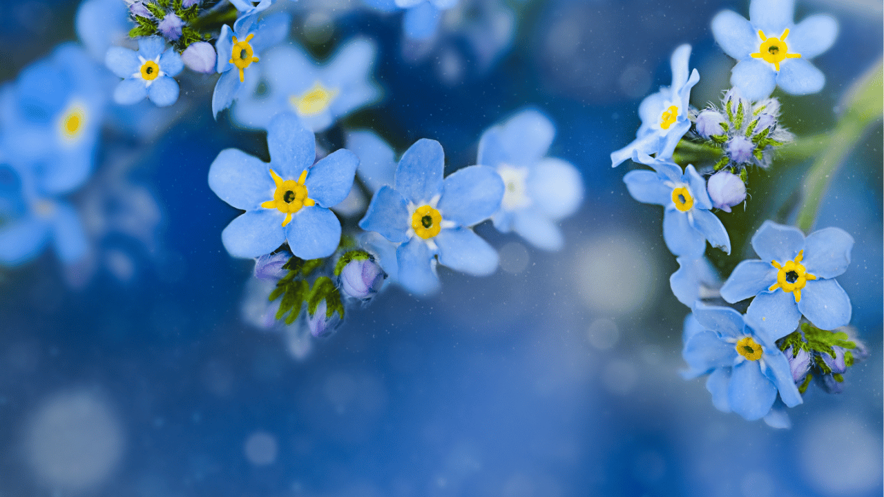 forget me not plant care