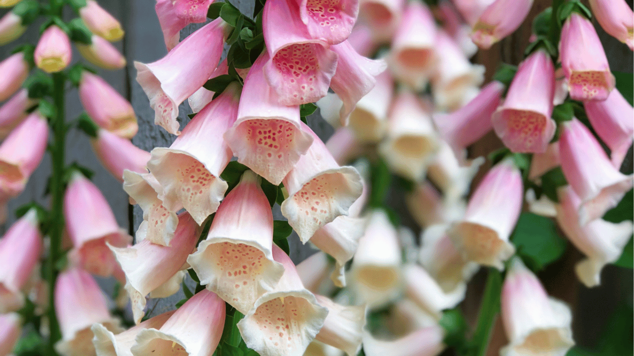 foxglove plant care